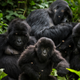 These giant apes deserve to live, don’t ya think?